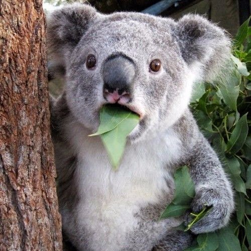 Qijiaxu's profile picture. 男/西南边陲小镇搭上80后末班车/已婚/有娃/拖延症晚期/家庭主厨/灵魂既不可爱又不有趣 人还穷