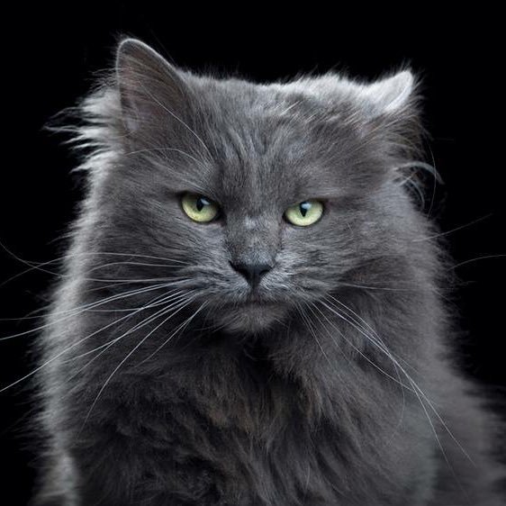 thitiwutmake's profile picture. 