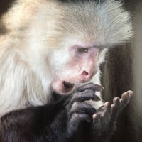 BehavioralMacro ๐บ๐ธ (@behavioralmacro) 's Twitter Profile