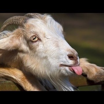 IAmJasonG's profile picture. Find me on https://t.co/RRMjX7YwK5 @jasontheg