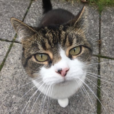 MoppetyBops's profile picture. My name is Mrs Mops and I would do anything for dreamies!! My best friend is a Princess and she’s more floofy than me! 🐾 #AdoptDontShop