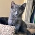 Puff the Magic Kitty (@puffmagickitty) Twitter profile photo Puff the Magic Kitty (@puffmagickitty) Twitter profile photo