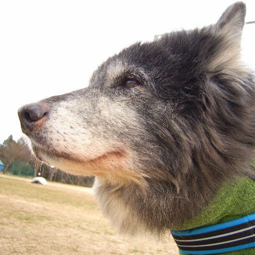犬との暮らしツイ中心。ハナは2001/06/25に、ハルは2017/03/29に、ココは2019/05/20に、ポンは2023/06/30に虹の橋へ旅立つ。現在は保護犬のポンたろうと暮らしています。ピラティス、キャンプ、焚き火、散歩、美術館巡り、シンプル、が好き。人生は問題解決の繰り返しで人生は冒険。