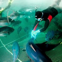 andrew dezsery (@aquaculture) 's Twitter Profile