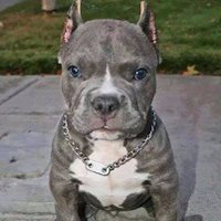 luis A C (@lctrumperer) 's Twitter Profile