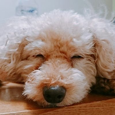 puririnpi's profile picture. seinan18 国経/体育会総務                                ばみとんとん                                                            のんびりまったり自分のペースで