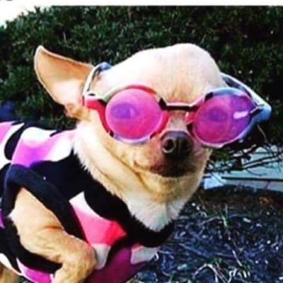 Pimepantera's profile picture. I'm better than RexHD at all cod games!! Up yours rex!!