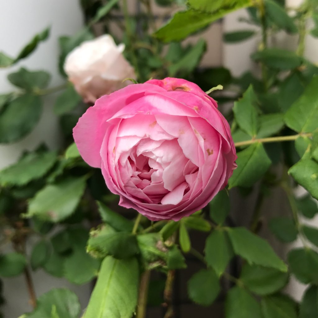 kawasemi081's profile picture. 