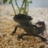 axolotl_artemio's profile image