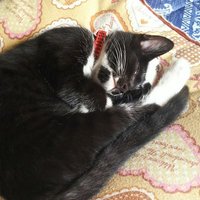 ねこ (@mikeneko_myao) Twitter profile photo