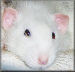 Fancyratbreeders is about keeping and breeding fancyrats. We are represented at our own site, as well as on facebook and twitter etc.