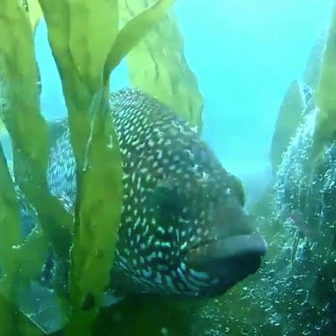 Plymouth Underwater Teaching Observatory (PLUTO) streams live video from the marine environment in Plymouth Sound. Run by @PlymUniMI w/ @thembauk