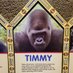 Timmy (@mraudit2000) Twitter profile photo Timmy (@mraudit2000) Twitter profile photo