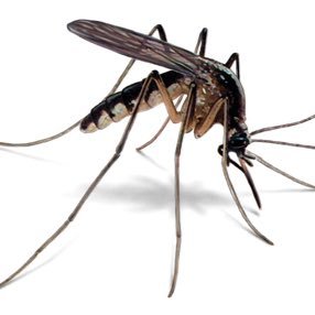 Official Page For Alcorn State University Mosquitoes