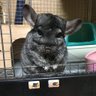takapyonchan's profile picture. ぴょんちゃん♀🐭グゥちゃん♀🐭 チンチラ.デグー.が特に好き。虹の橋を渡ってしまったけど今でも大切な家族！ オカメさん（オカメインコ）犬、猫、爬虫類 可愛いもの、もふもふ好き。