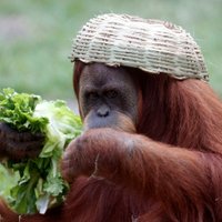 Jakob Külzer (@ilikeorangutans) 's Twitter Profile Photo Jakob Külzer (@ilikeorangutans) 's Twitter Profile Photo