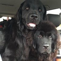 Bear and Emma(@BearandEmma) 's Twitter Profile Photo