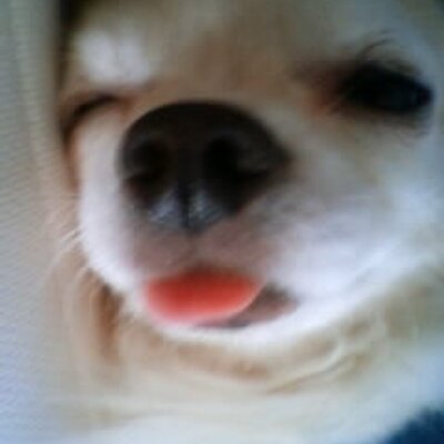 かたひら 犬のくせにバウンサーに座って寝る Http Twitpic Com 1msiwa