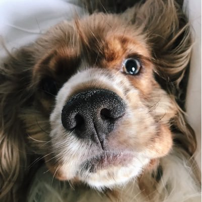 Hello, it's me Buddy 🐶 Follow me on Instagram: itsbuddyboy_ to see more of me 🐶 I  Love you 💛 #cockerspaniel