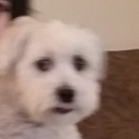 niko (@nikoxbenet) 's Twitter Profile Photo niko (@nikoxbenet) 's Twitter Profile Photo