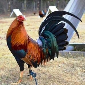 villaluza's profile picture. minuevocorreo70@hotmail.com