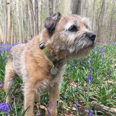 15yr old rescue Border Terrier having fun and adventures in the outdoors. Trouble making with Jack aka @SassVH @WhatWeCallTilly and Reggie #btposse #mendip