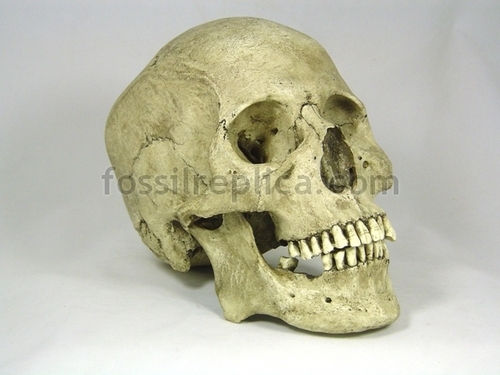 Skulls here! Get your skulls here!