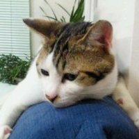 処之助 (@tokoronosuke) Twitter profile photo