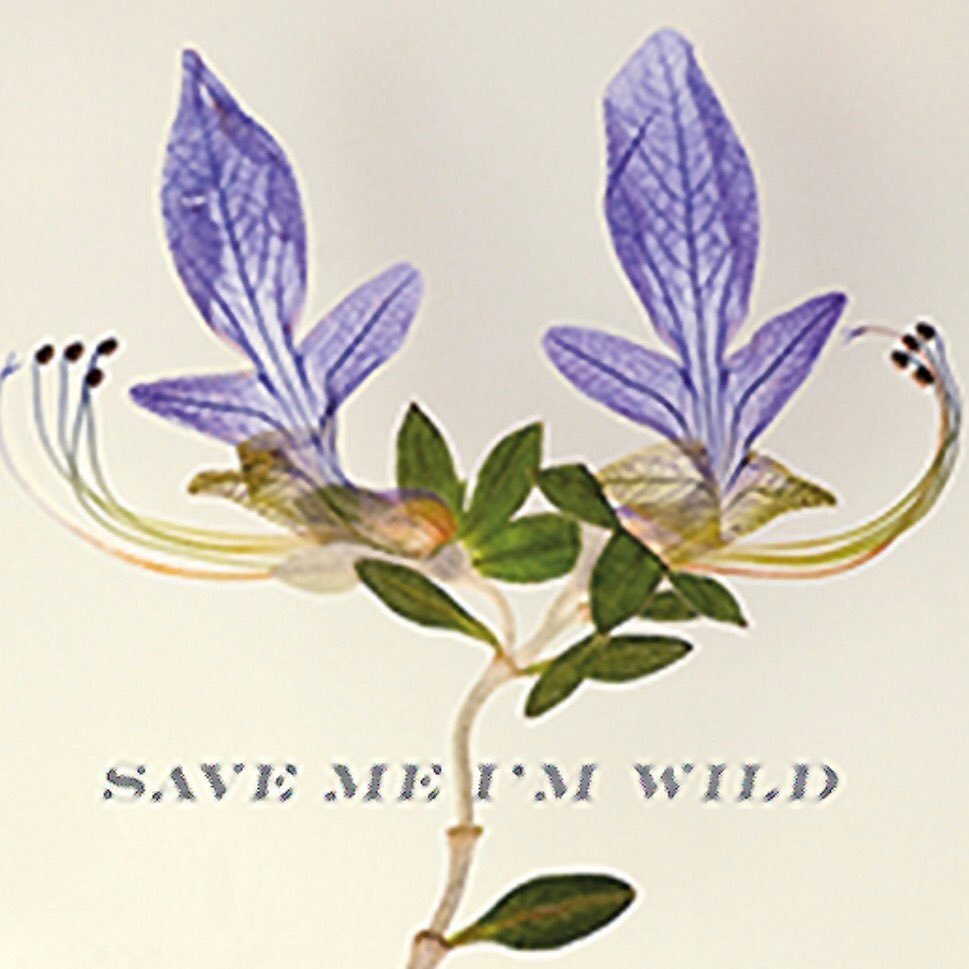 Save me I'm Wildさんのプロフィール画像