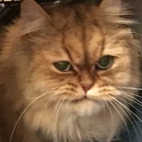 Pinguicorn (@krysfromwonder) 's Twitter Profile