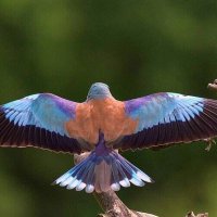 sikiçi (@vahap59649877) 's Twitter Profile