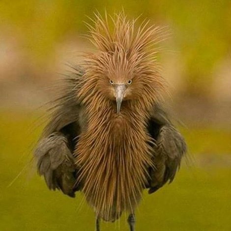 Puckhog54's profile picture. 