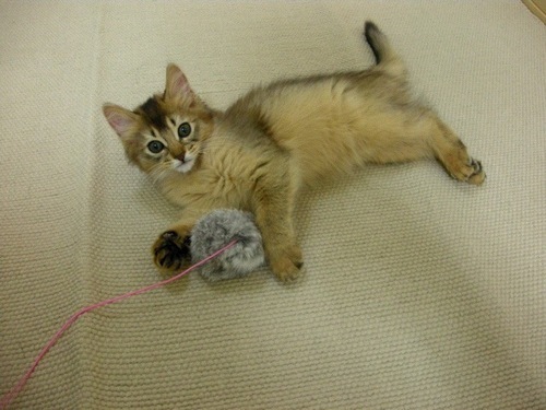 kougousei_co2's profile picture. 