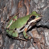 Georgia Southern Herp Collection (@herpgsu) 's Twitter Profile Photo Georgia Southern Herp Collection (@herpgsu) 's Twitter Profile Photo