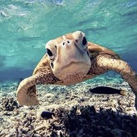 Straws suck (@strawssuck_uk) 's Twitter Profile