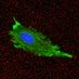 Ehrlicher Lab (@ehrlicherlab) Twitter profile photo Ehrlicher Lab (@ehrlicherlab) Twitter profile photo
