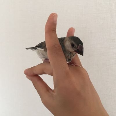 おどいさんのプロフィール画像
