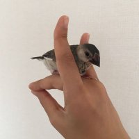おどい (@yukodoit) 's Twitter Profile