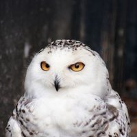 正 (@masaelohim0358) Twitter profile photo