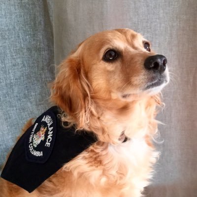 Abby is a 7 year old Miniature Golden Retriever that is part of a Therapy Dog trial with the B.C Ambulance Service. She lives with BCEHS Supervisor @KyleEwasiuk
