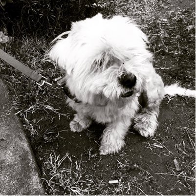 I'm a political animal living off table scraps. Agro-Aggregator, Re-tweet infoweapon . Yeah I spin 80s new wave. #longbeachdogs