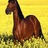 shahiddasher's profile image