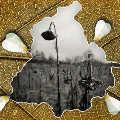 _FarmerSuicides's profile picture. ਕੌਣ ਵੈਣ ਪਾਉਣ ਲਈ ਆਈ 
ਕਾਲੀ ਰਾਤ ਦੇ ਉਹਲੇ?
ਪੌਣ ਰਹੀ ਵਾਸਤੇ ਪਾਉਂਦੀ 
ਸੁੱਕੇ ਬ੍ਰਿਛ ਨ ਬੋਲੇ।
ਹਰਿੰਦਰ ਸਿੰਘ ਮਹਿਬੂਬ