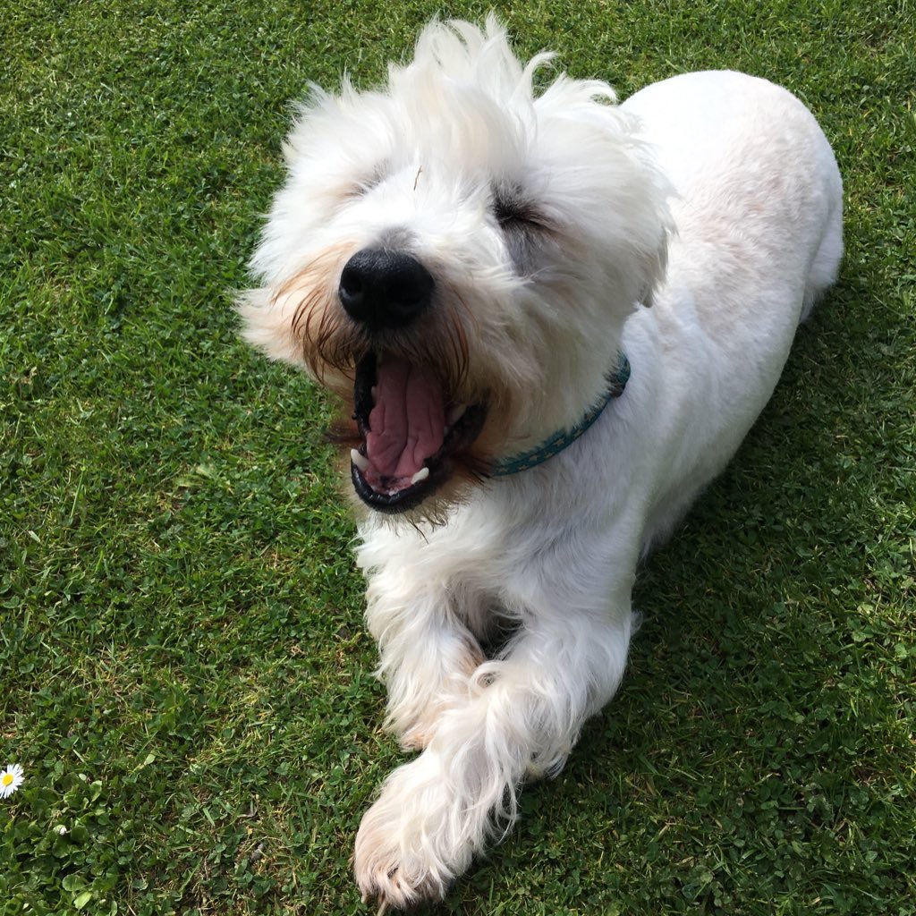 MrBertster's profile picture. Sock Stealer Extrodinaire. Luv my besties @westievax @lexithewestie @peanutwestie and @msrosecavalier My furancee is @Puppypowers4 #BPFL