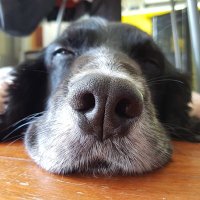 Team Two Dogs (@lchanwrites on Mastodon/Bluesky) (@lchanwrites) 's Twitter Profile