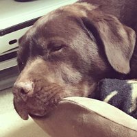 Murphy (@murphychocpup) 's Twitter Profile