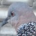 蔡維哲(斑鳩) (@kboucaprnz3bnob) Twitter profile photo 蔡維哲(斑鳩) (@kboucaprnz3bnob) Twitter profile photo