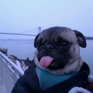 Jack Lauschさんのプロフィール画像