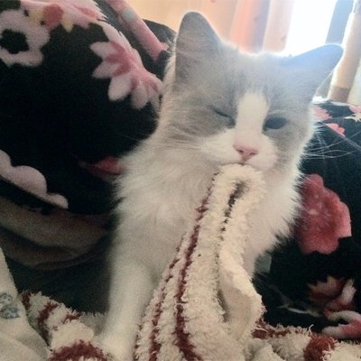 no_resp's profile picture. “ZTMY” VALORANT FF14 Apex AmongUs DbD NARAKA ポケユナ NGS Valheim Undertale
