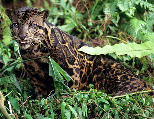 cloudedleopard7's profile picture. follow us to get more information about clouded leopard :)